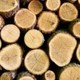 Gecko Tree Works