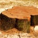Mountain Ash Tree Services Pty Ltd