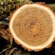 A Ali'S Tree Lopping