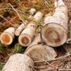 Perfect Cut Tree Service