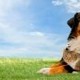 Dogs Gone Right