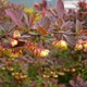 E.Sservices